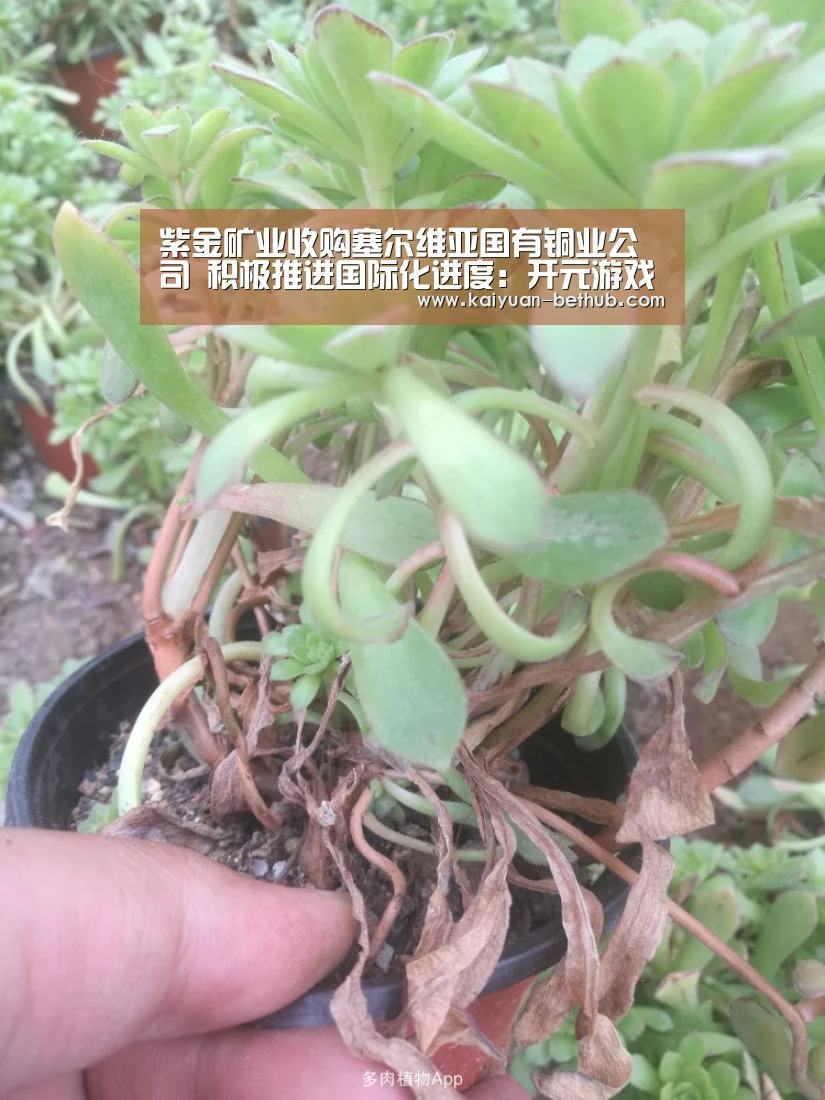 紫金矿业收购塞尔维亚国有铜业公司 积极推进国际化进度:开元游戏(图1) 开元网站